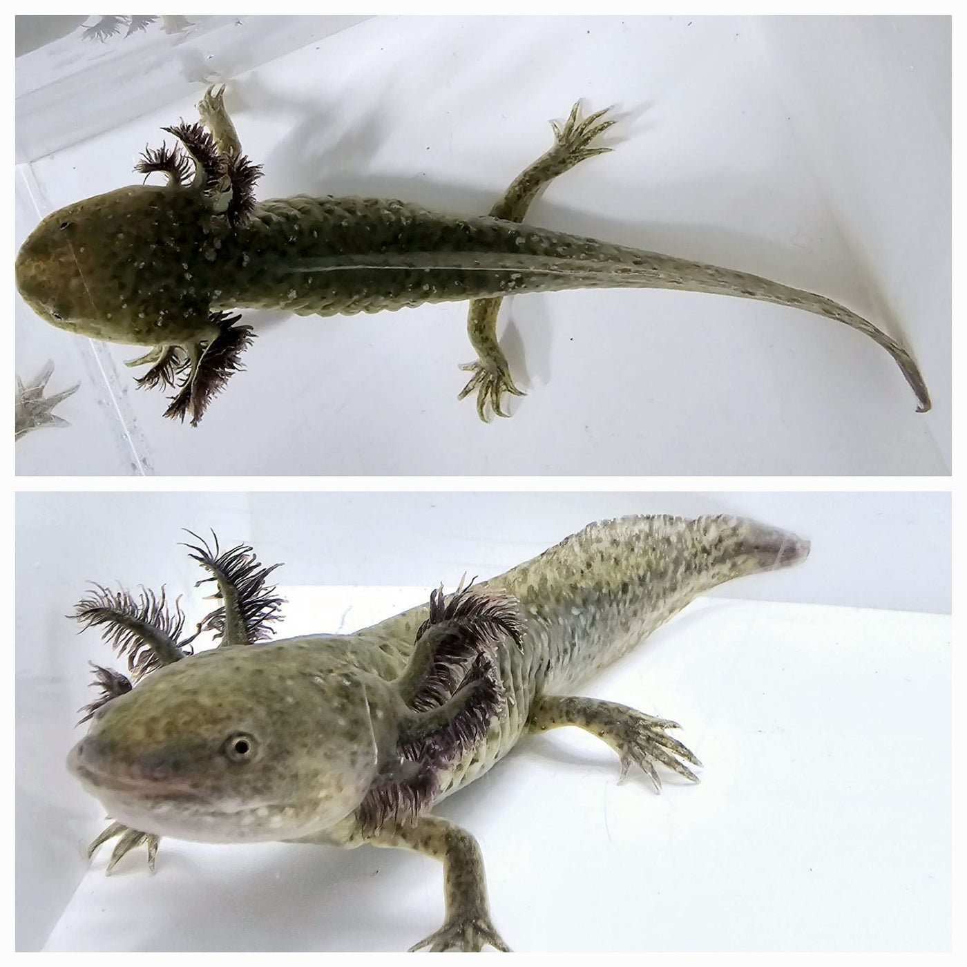 Wild Emerald Beauty Axolotl