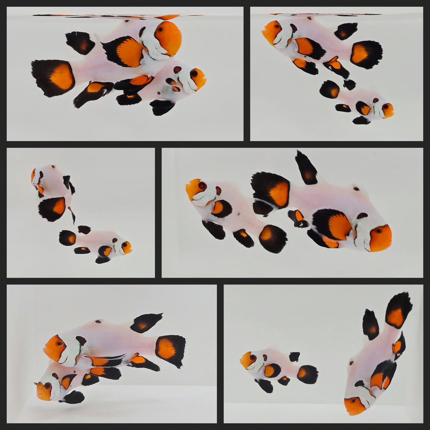 Clownfish Bonded Pair Wyoming White Roundtail Longfin