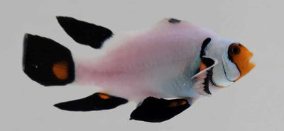 Clownfish Wyoming White Roundtail Longfin