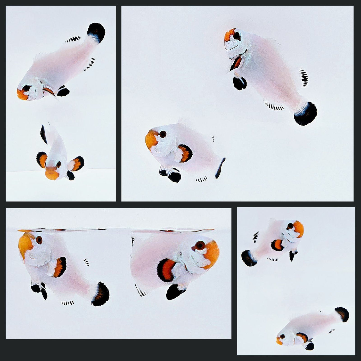 Clownfish Bonded Pair Wyoming White