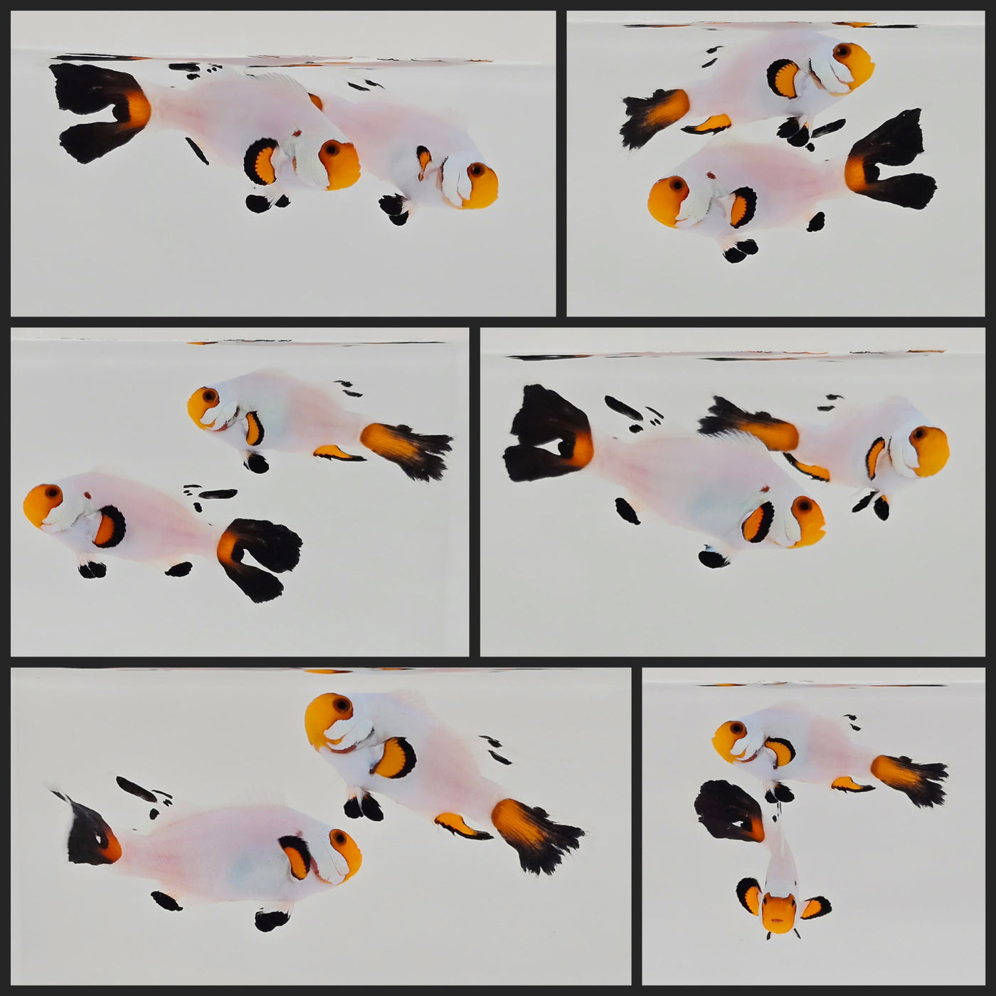 Clownfish Bonded Pair Wyoming White Longfin