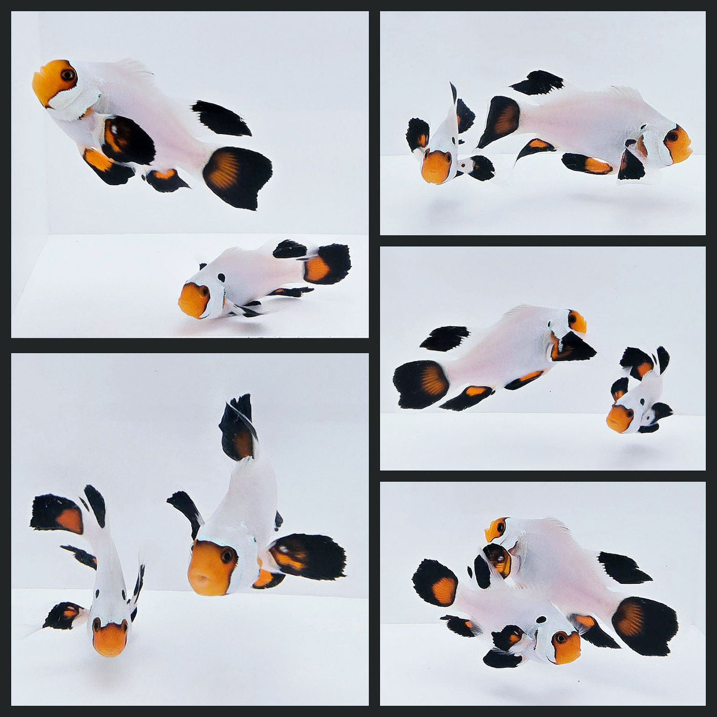 Clownfish Bonded Pair Wyoming White Roundtail Longfin