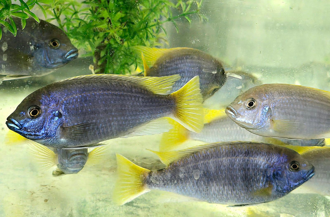 Yellow Tail Acei