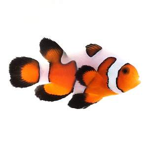 SA Davinci Roundtail Longfin Gladiator/Fancy White