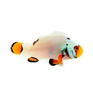 Clownfish Picasso Snow Special