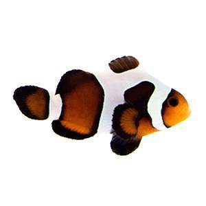 Clownfish mochavinci