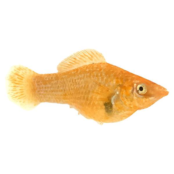 Orange Sailfin Molly (bred in SW)