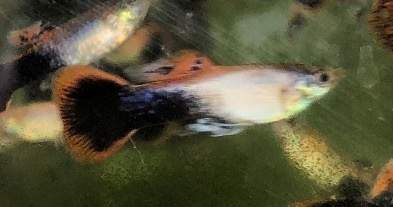 Pink Tuxedo Guppy Male