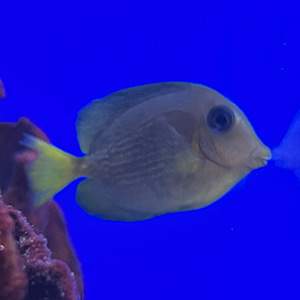 Caribbean Atlantic Blue Tang 1 - 1.75