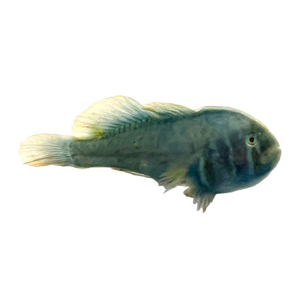 Green Clown Goby