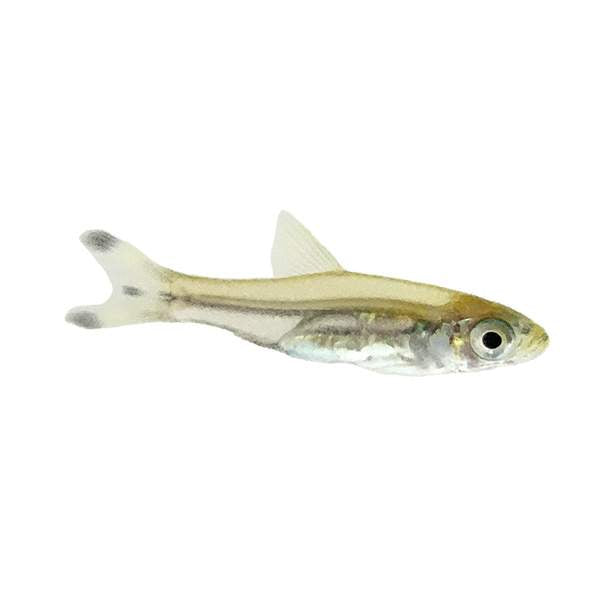 Scissortail Rasbora