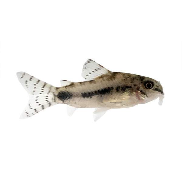 Salt & Pepper Cory Cat
