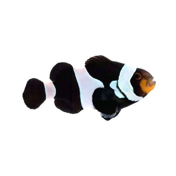 Clownfish Wide-bar Black