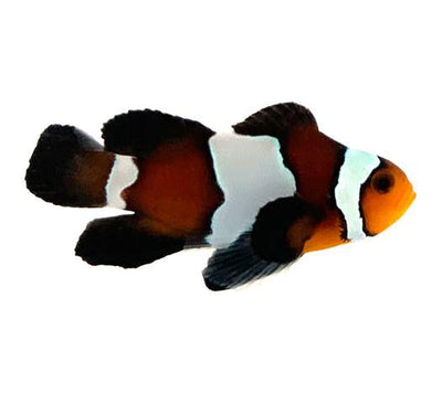 Clownfish Blacker Ice Roundtail Longfin