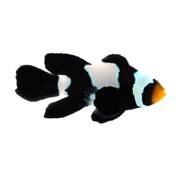Clownfish Black Snowflake Roundtail Longfin