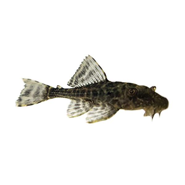 Bristlenose Pleco Catfish