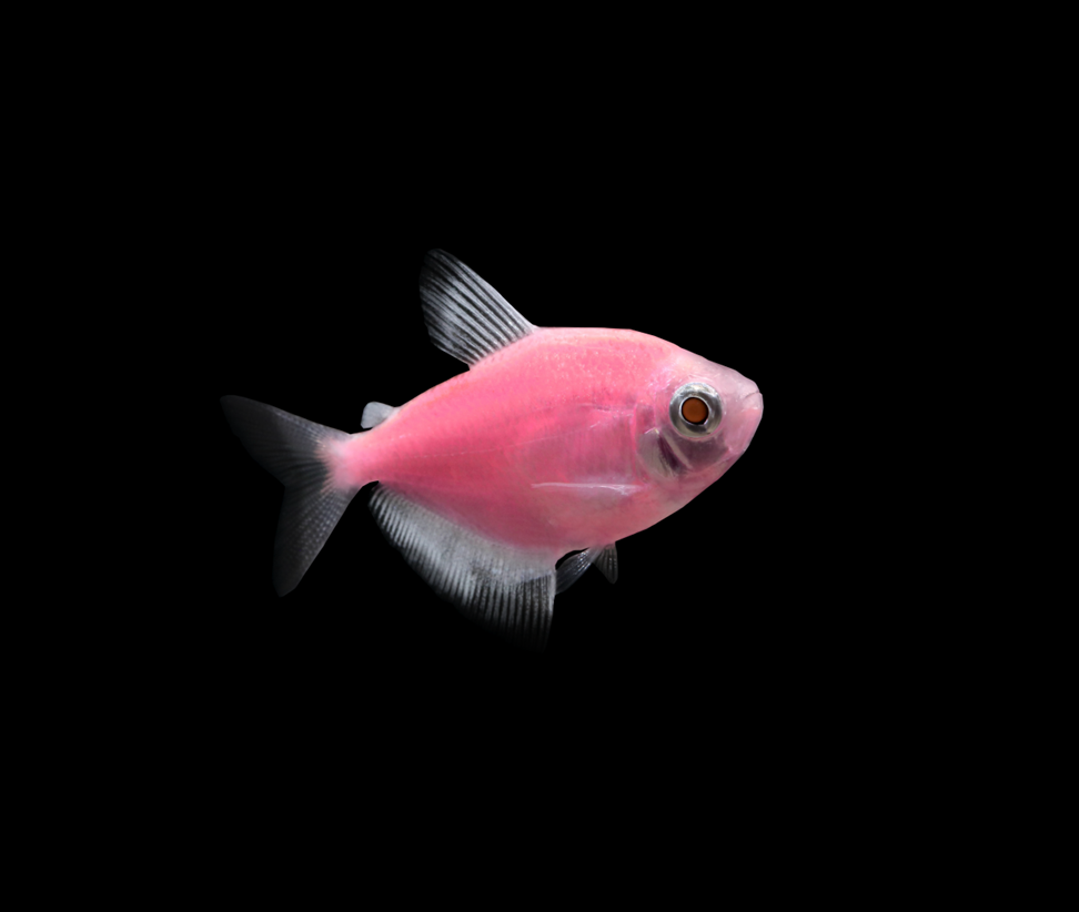 Moonrise Pink GloFish Tetra