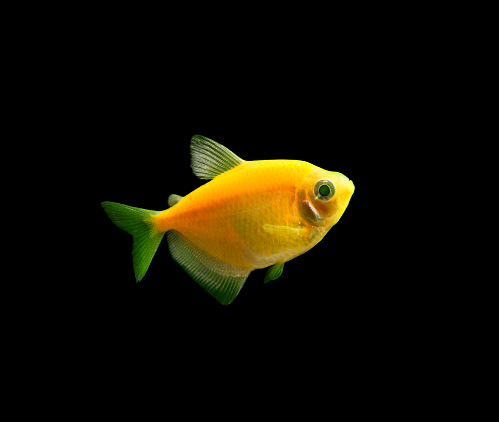 Sunburst Orange GloFish Tetra