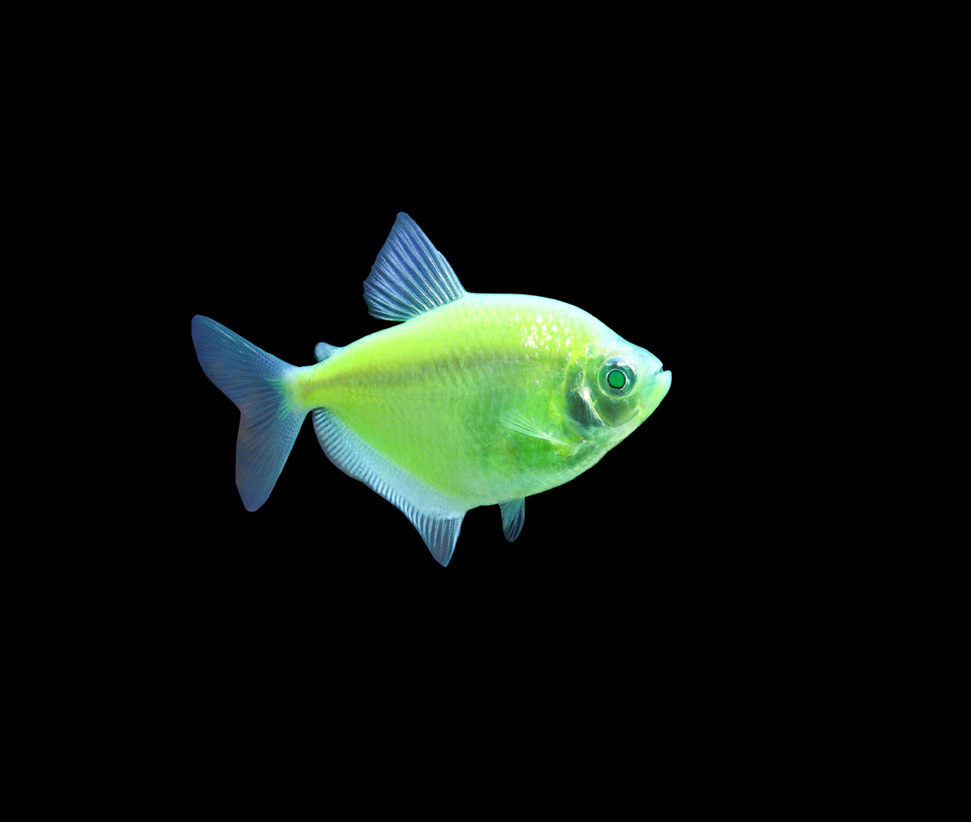 Electric Green GloFish