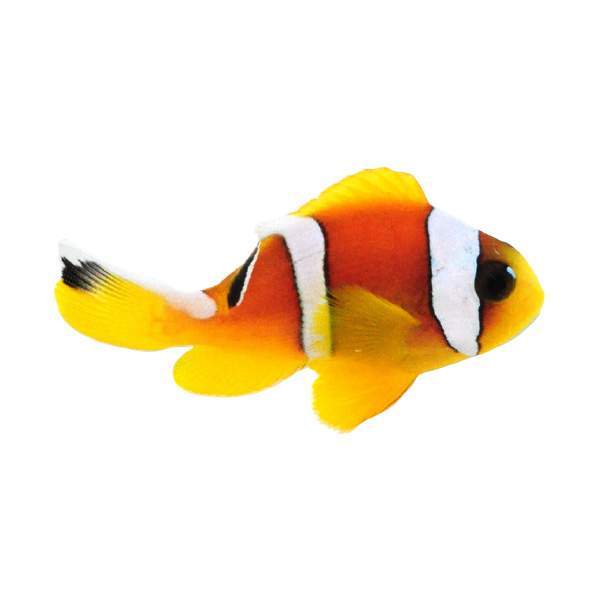 Clownfish Red Sea Two-Band Pearl Eye