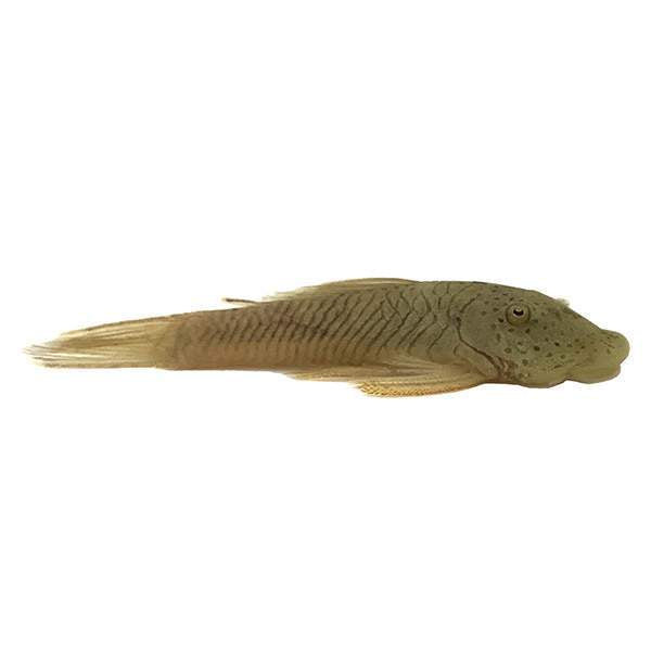 Rubber Pleco