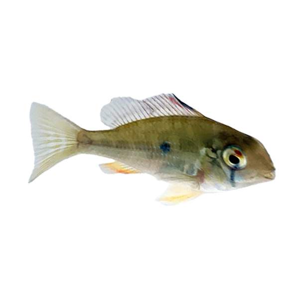 Threadfin Acara Cichlid