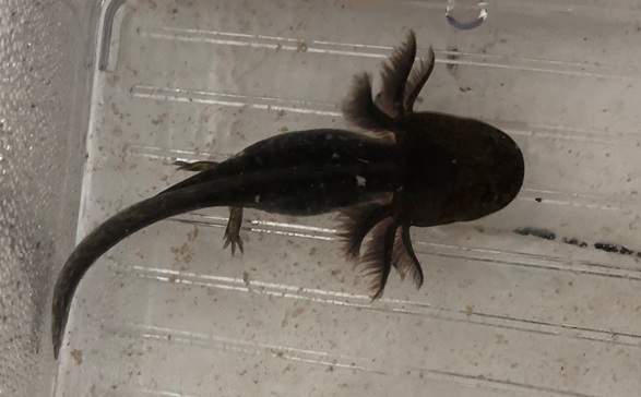 Dark Melanoid Axolotl Bin 76