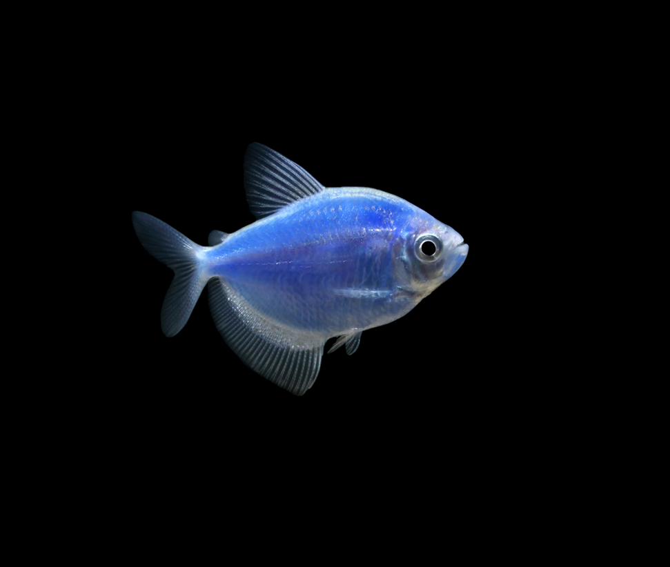 Cosmic Blue GloFish Tetra