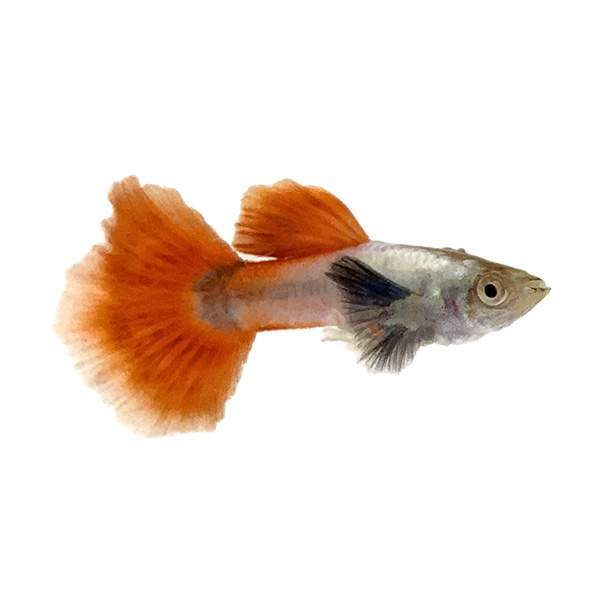 Elephant Ear Red Guppy Male