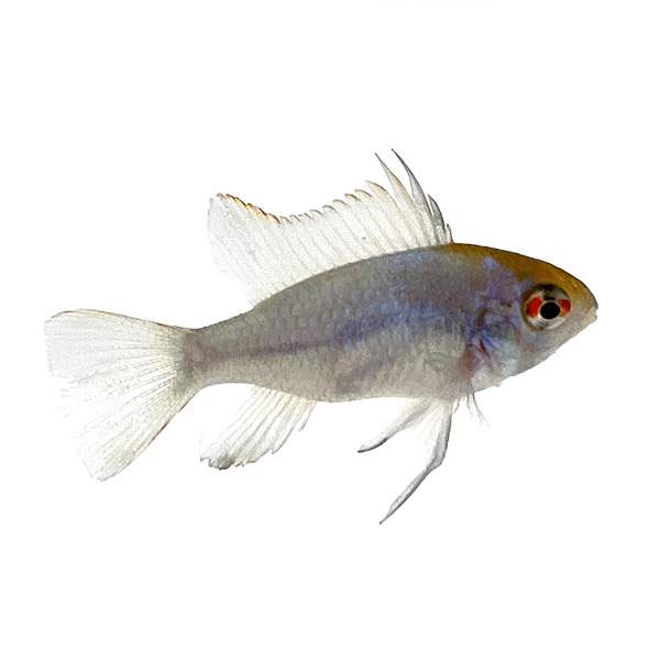 Electric Blue Ram Cichlid