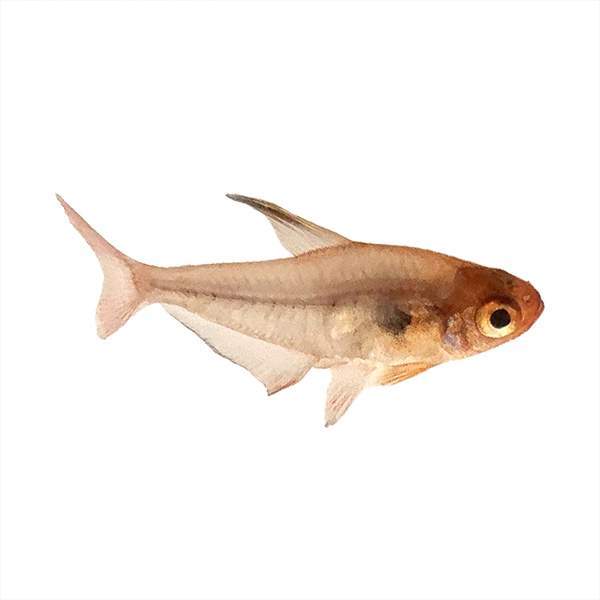 Red Phantom Tetra