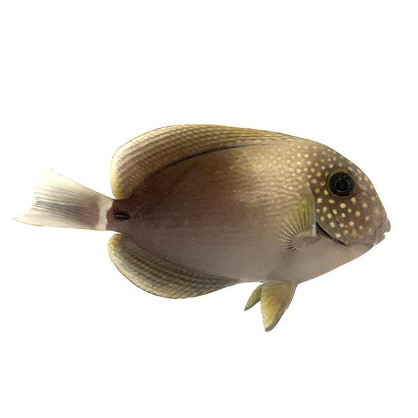 Spot Face Tang