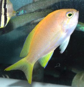 Square Box Anthias
