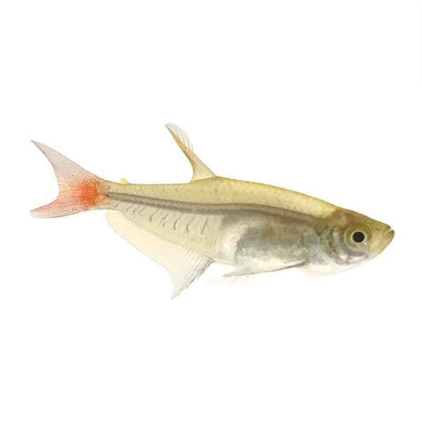Glass Bloodfin Tetra