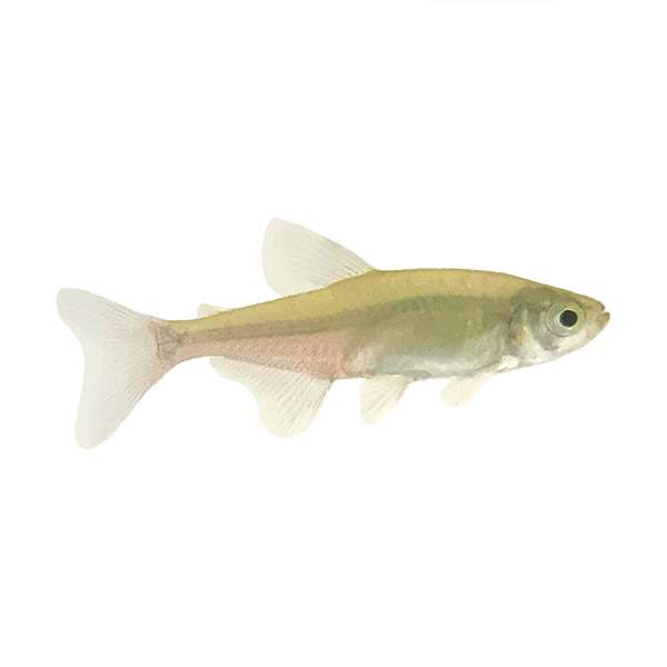 Green Fire Tetra