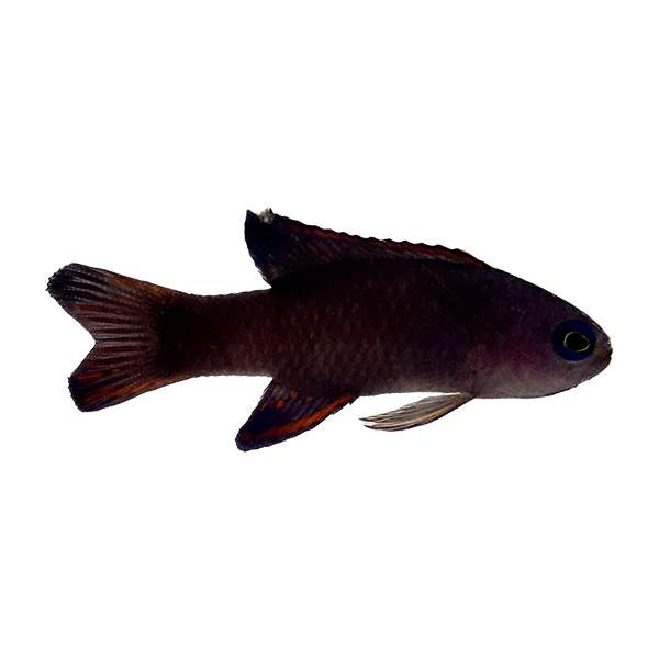 Randall's Assessor Basslet