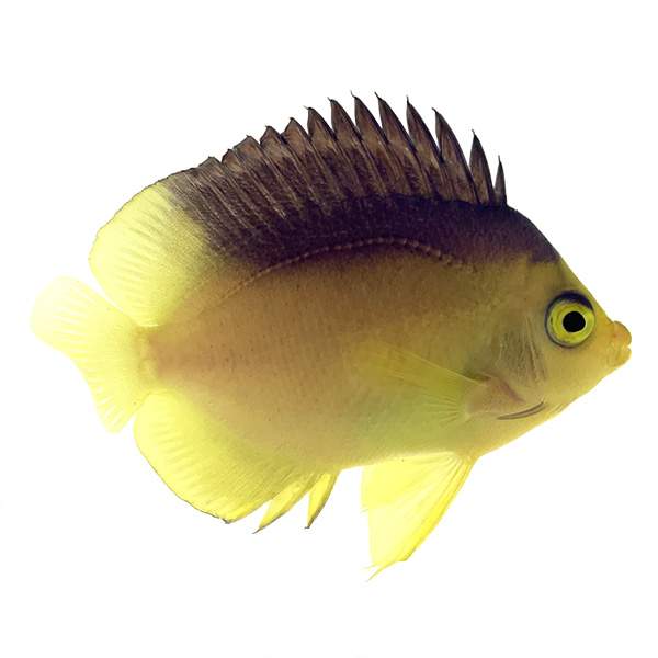 Deepwater Colins Angelfish – www.coralreeftn.com