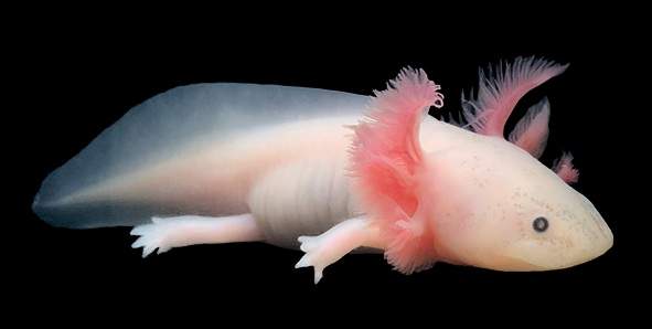 Leucistic Axolotl 5 Bins 49-56