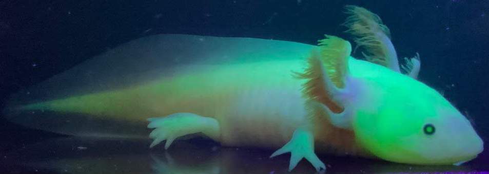 GFP Leucistic Axolotl Bins 57-64