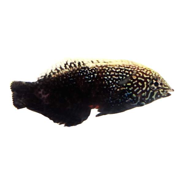Lined Wrasse