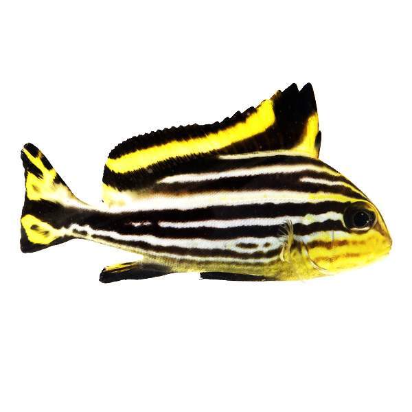 Yellow Lined Sweetlips