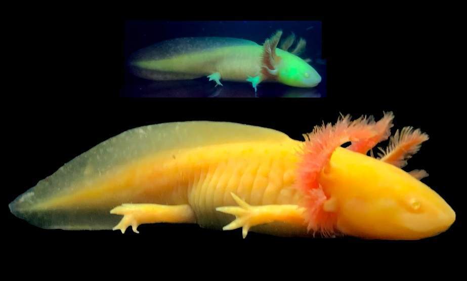 GFP Gold Axolotl