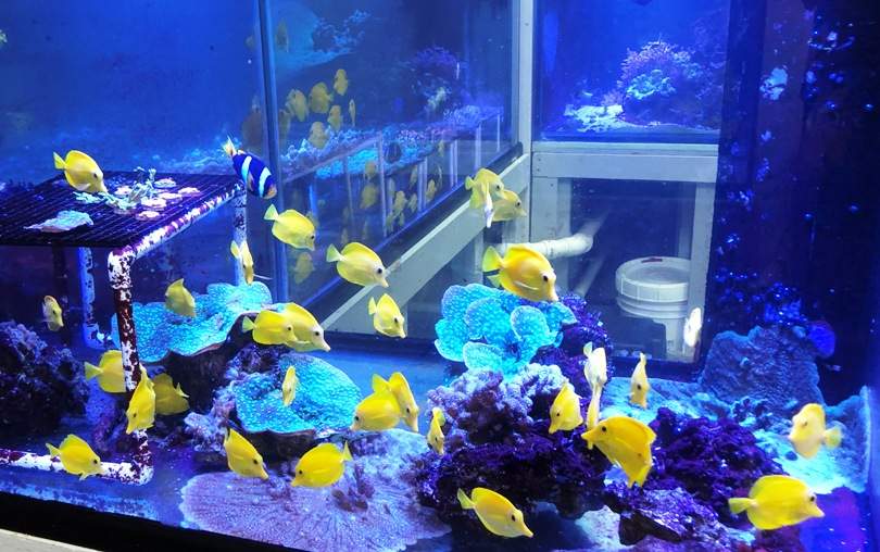 Hawaiian - Yellow Tang