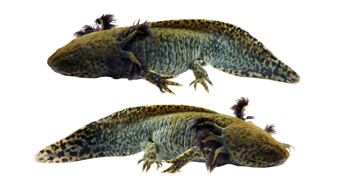 Wild-Type Axolotl WYSIWYG