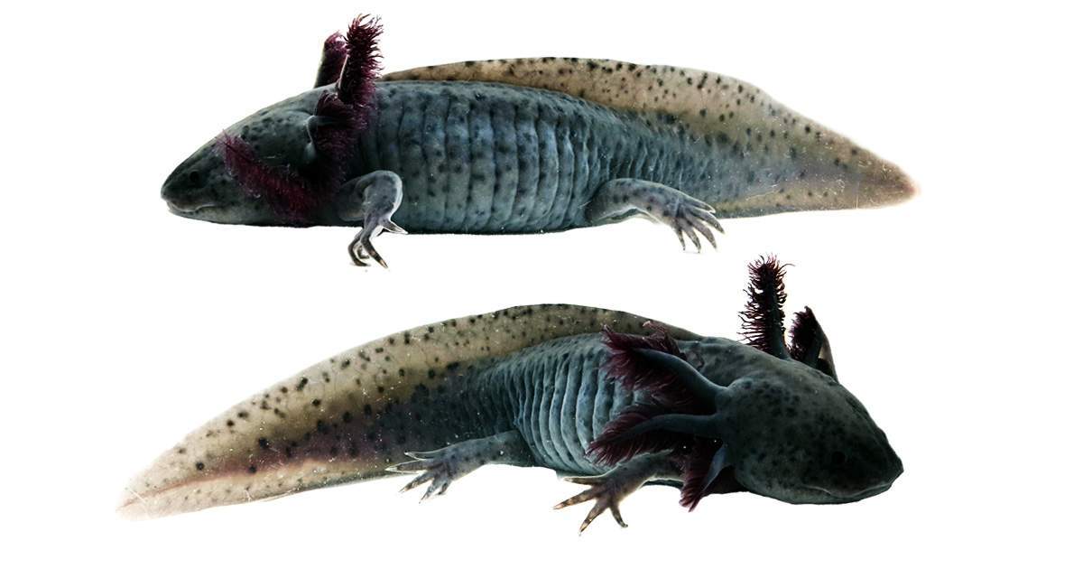 Melanoid Axolotl WYSIWYG