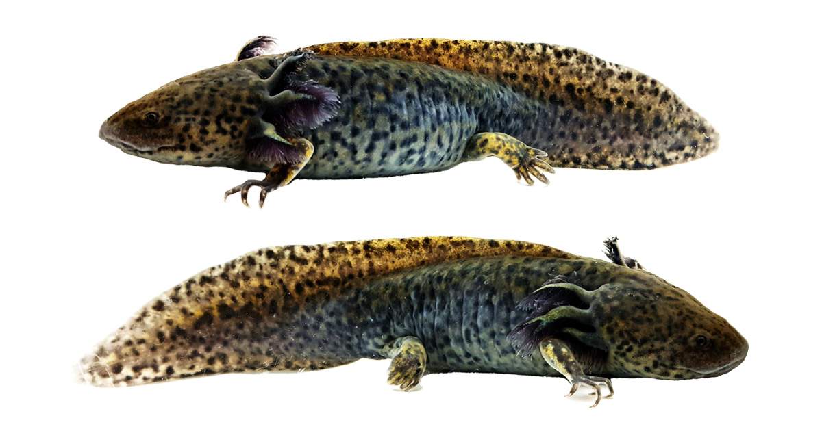 Wild-Type Axolotl WYSIWYG