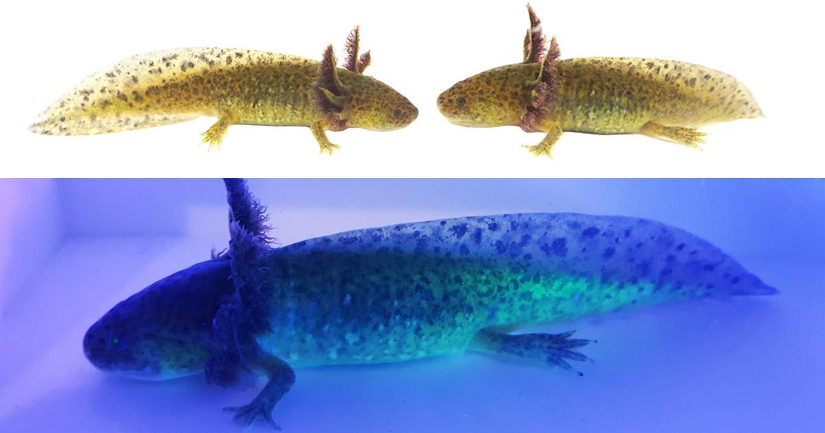 Light Wild-Type GFP Axolotl WYSIWYG