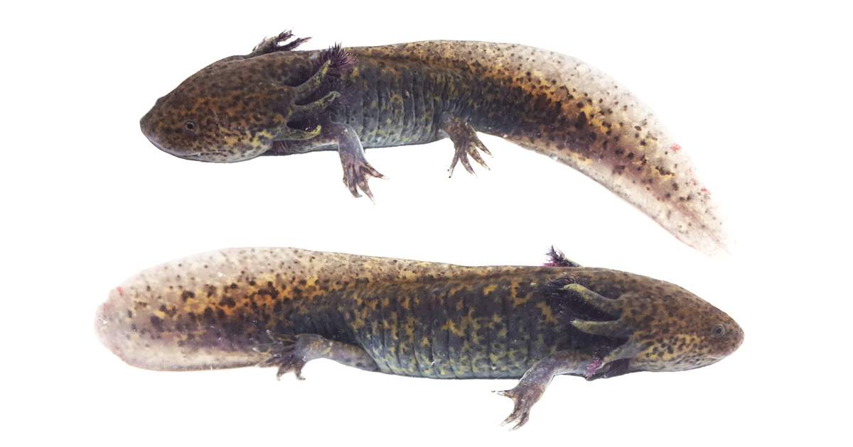 Wild-Type Axolotl WYSIWYG