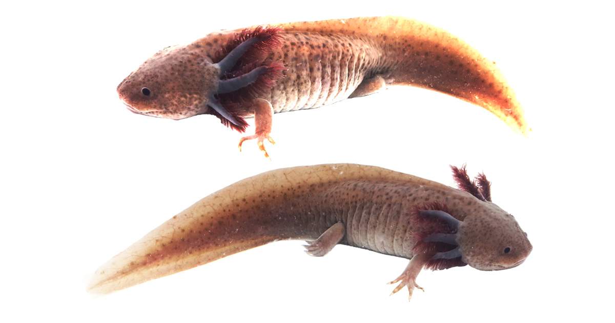 Melanoid Copper Axolotl WYSIWYG