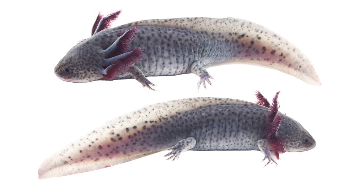 Axanthic Axolotl WYSIWYG